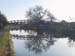 bridgetree1