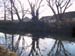 tree1
