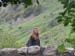 Angela atop bridge Eskdale