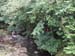 Rob hiding in bushes