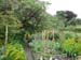 Beatrix Potter's Garden1