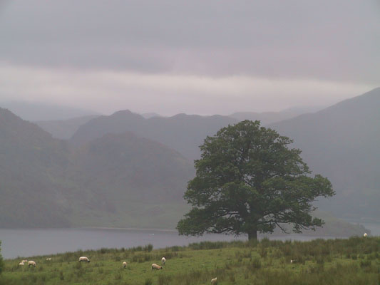 Tree in Ulllswater