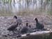 Babybirds